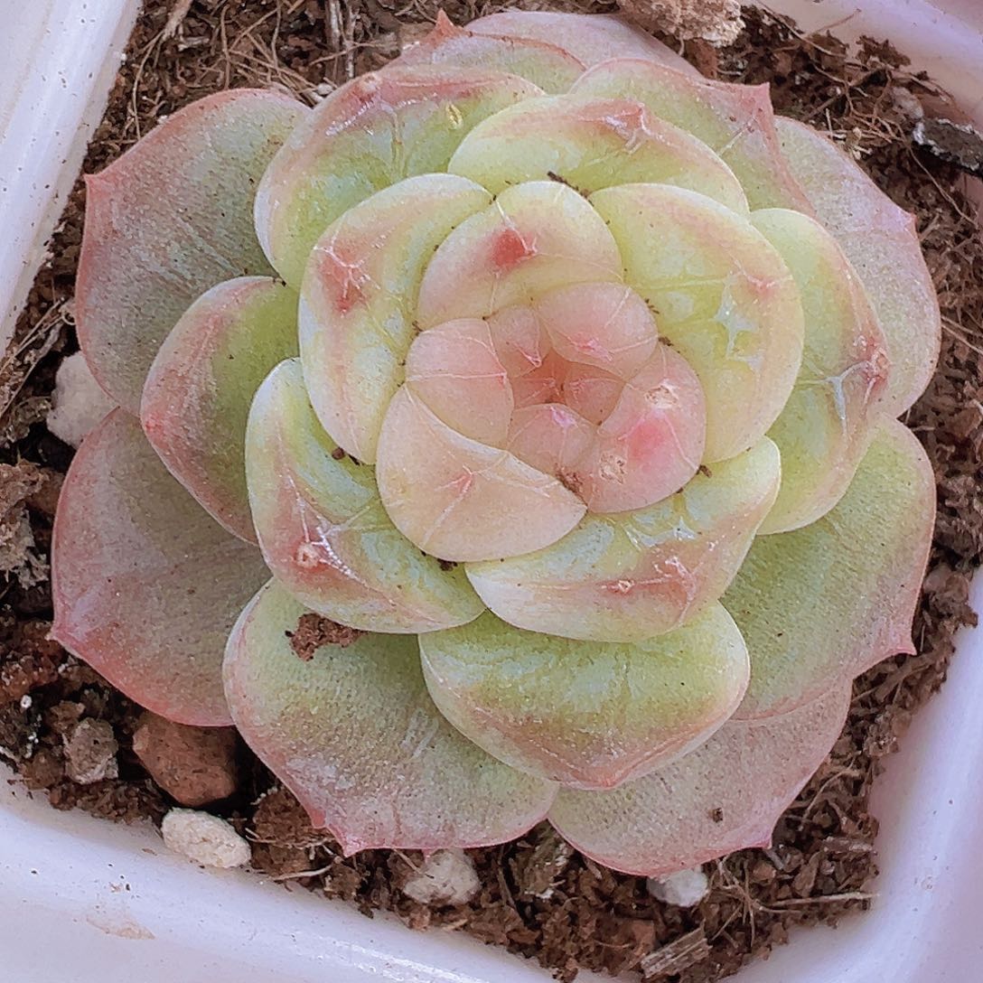 纹星珍妮单头19包邮