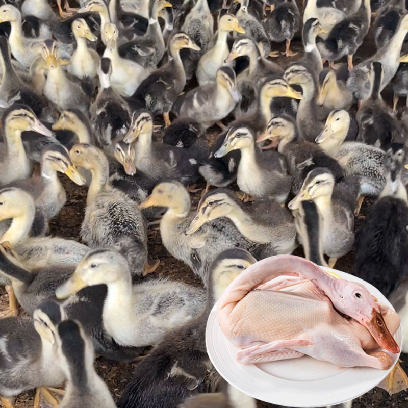10只大种麻鸭 可放养散养12天青头鸭田鸭水鸭肉质鲜美生鲜