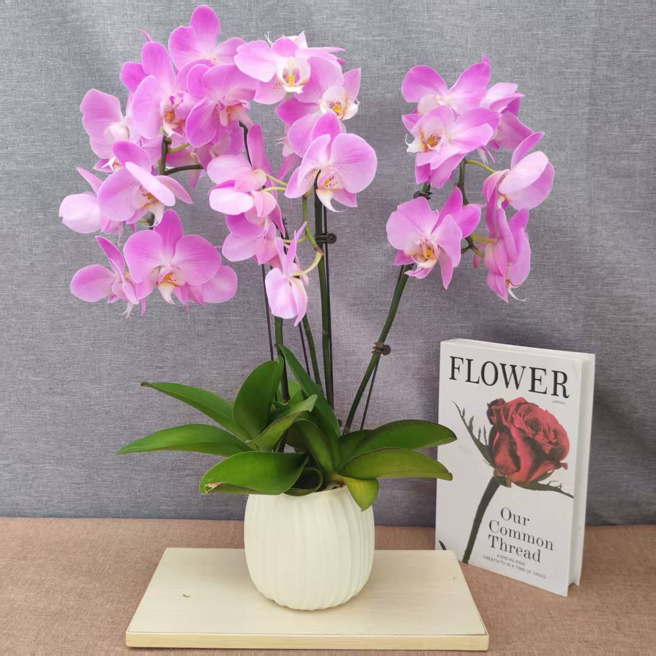 鲜花【粉红豹】蝴蝶兰室内种植观赏送礼带花发货