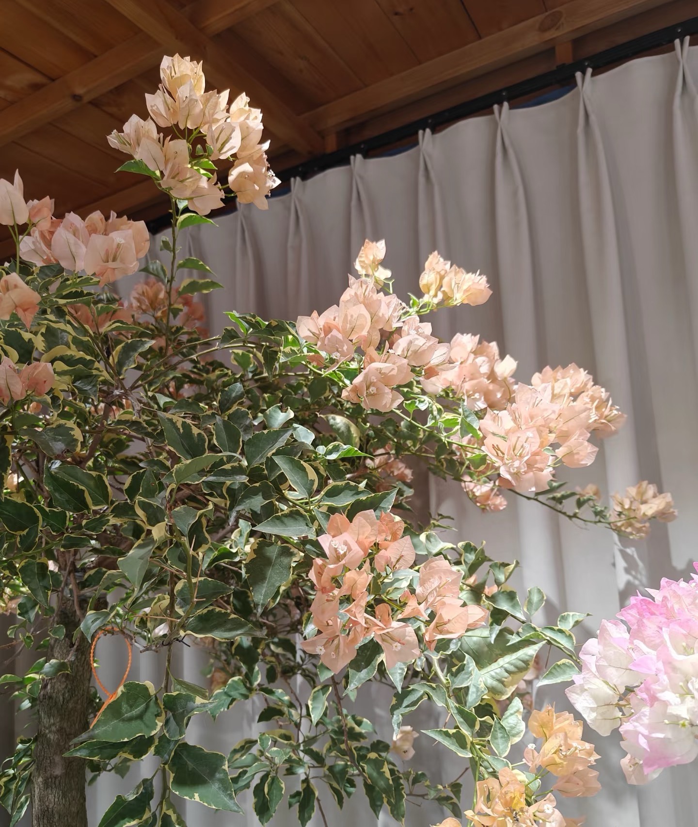 【高飘金边粉马斯】室内外观花观叶带盆土观赏三角梅