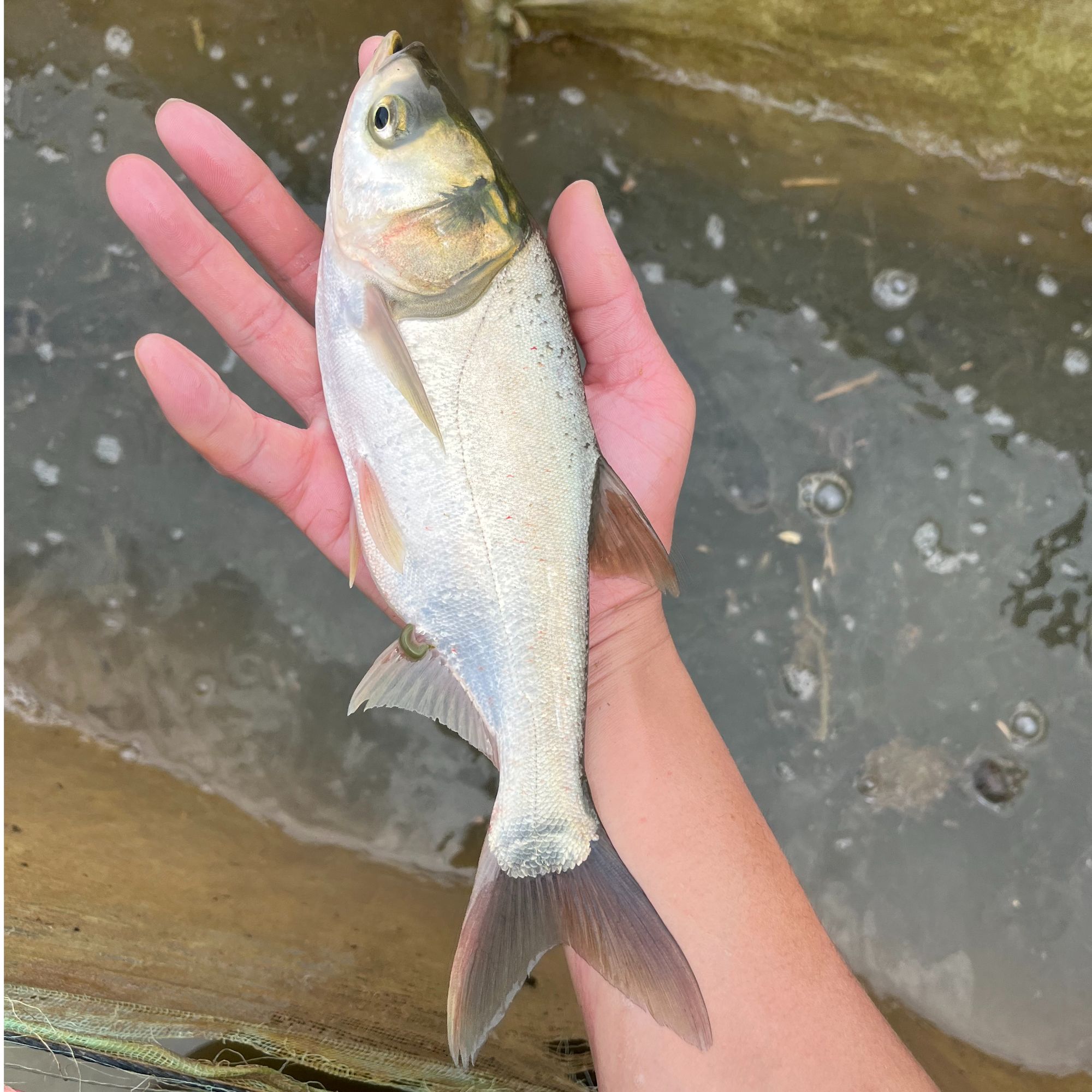 白鲢鱼四大家鱼鱼草鱼鲢鳙观赏鱼