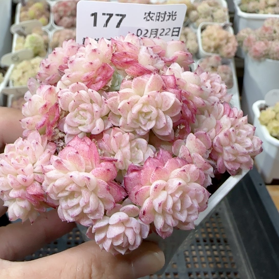 【闪购商品】0222-177（fm-8-1）