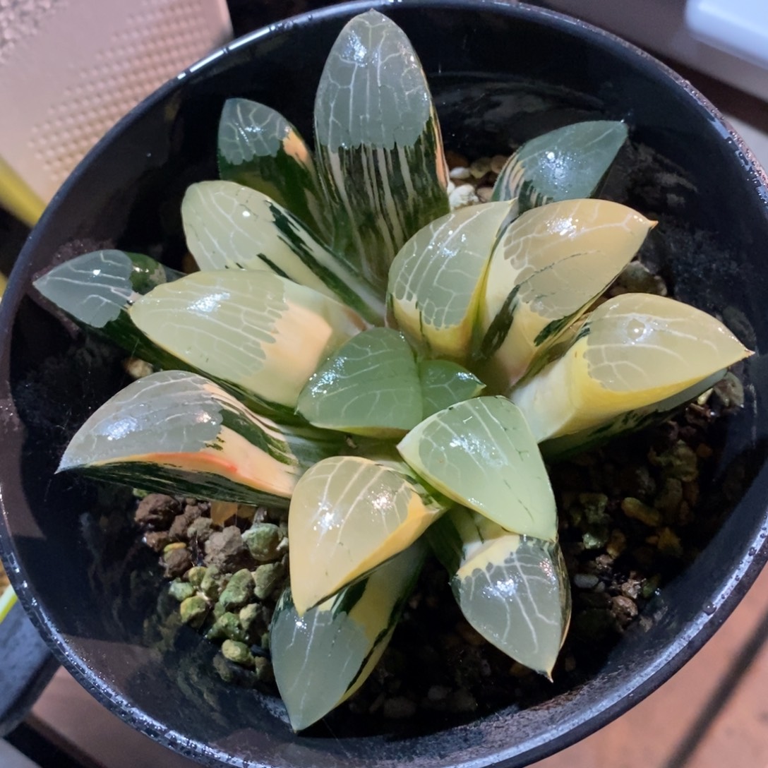 一颗实生大克锦          