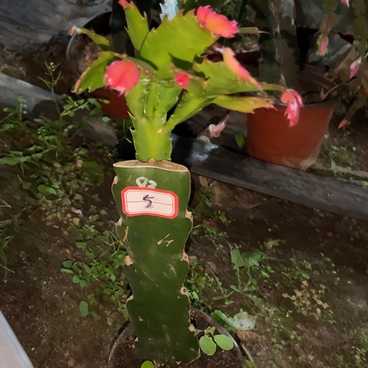 嵗***恙，5号带盆083嫁接苗
