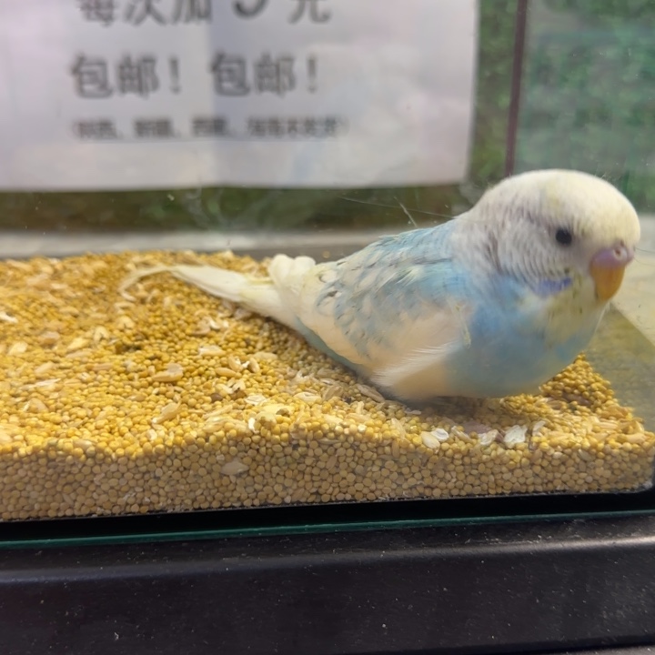 虎皮鹦鹉大头虎皮鹦鹉