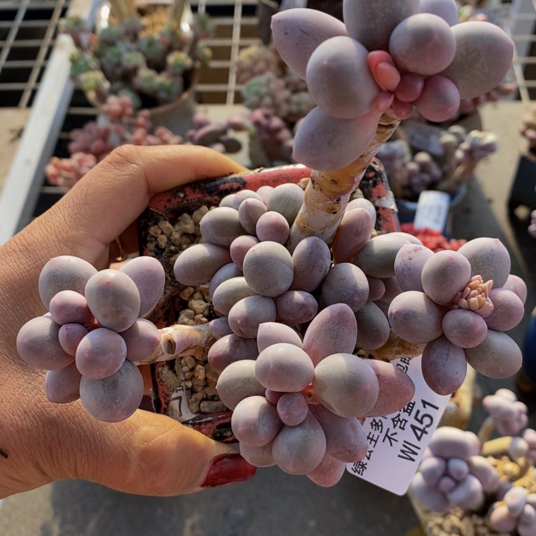 香水手指451/10cm福利