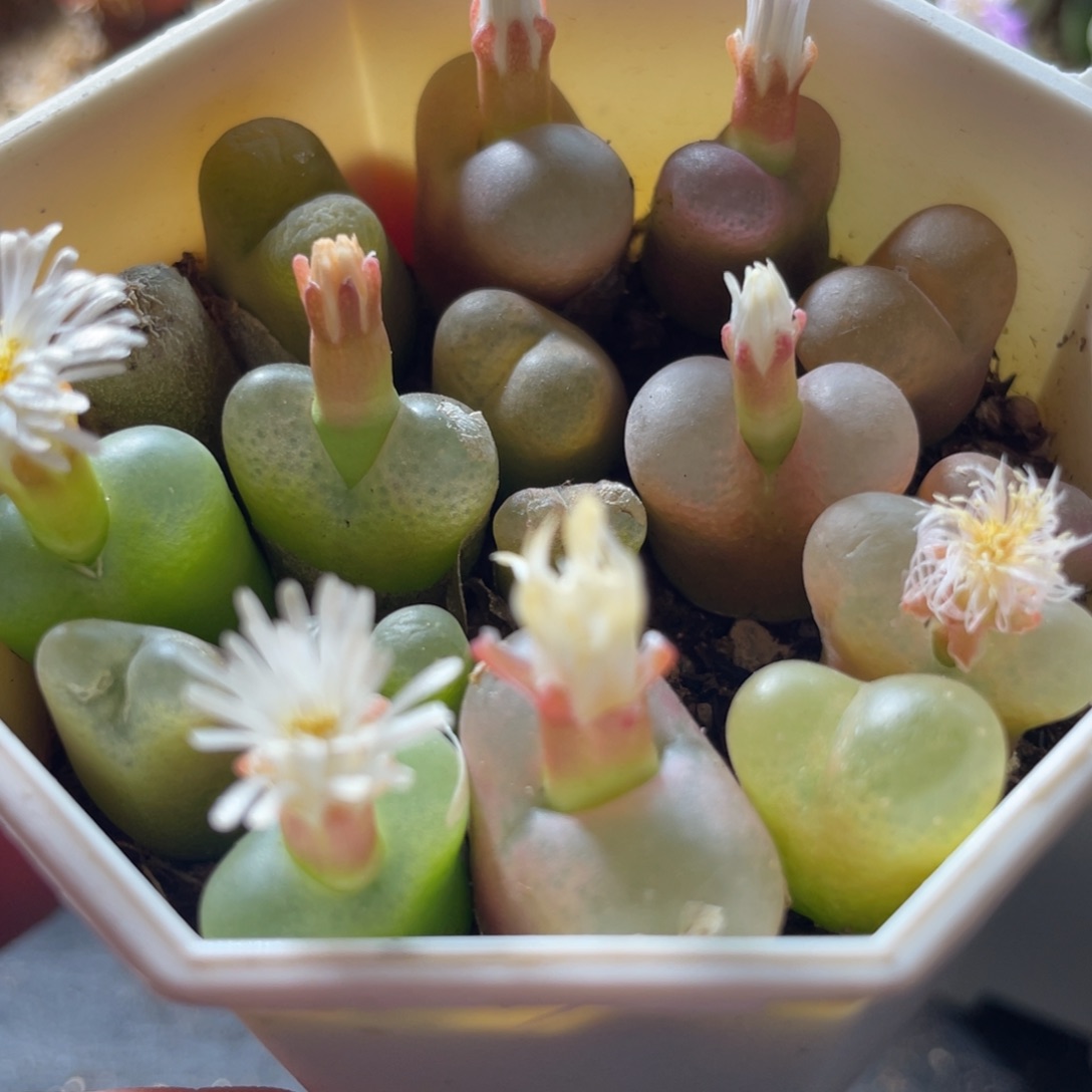 7方特价一物一拍～1