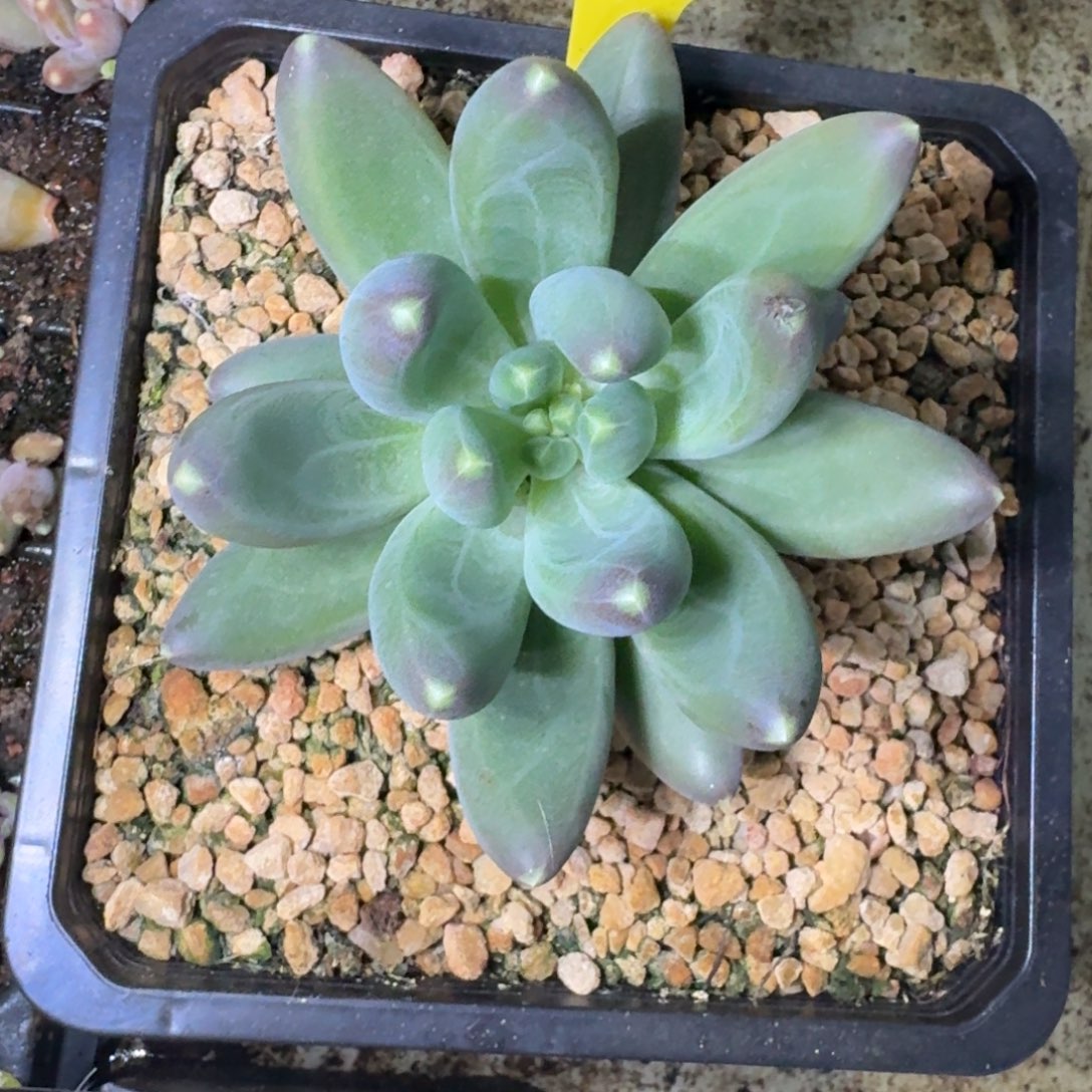 迷雾森林 单头 一物一拍