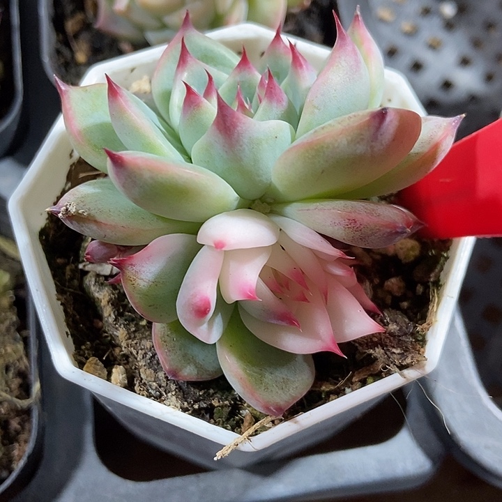 多肉植物吉娃娃锦975多肉