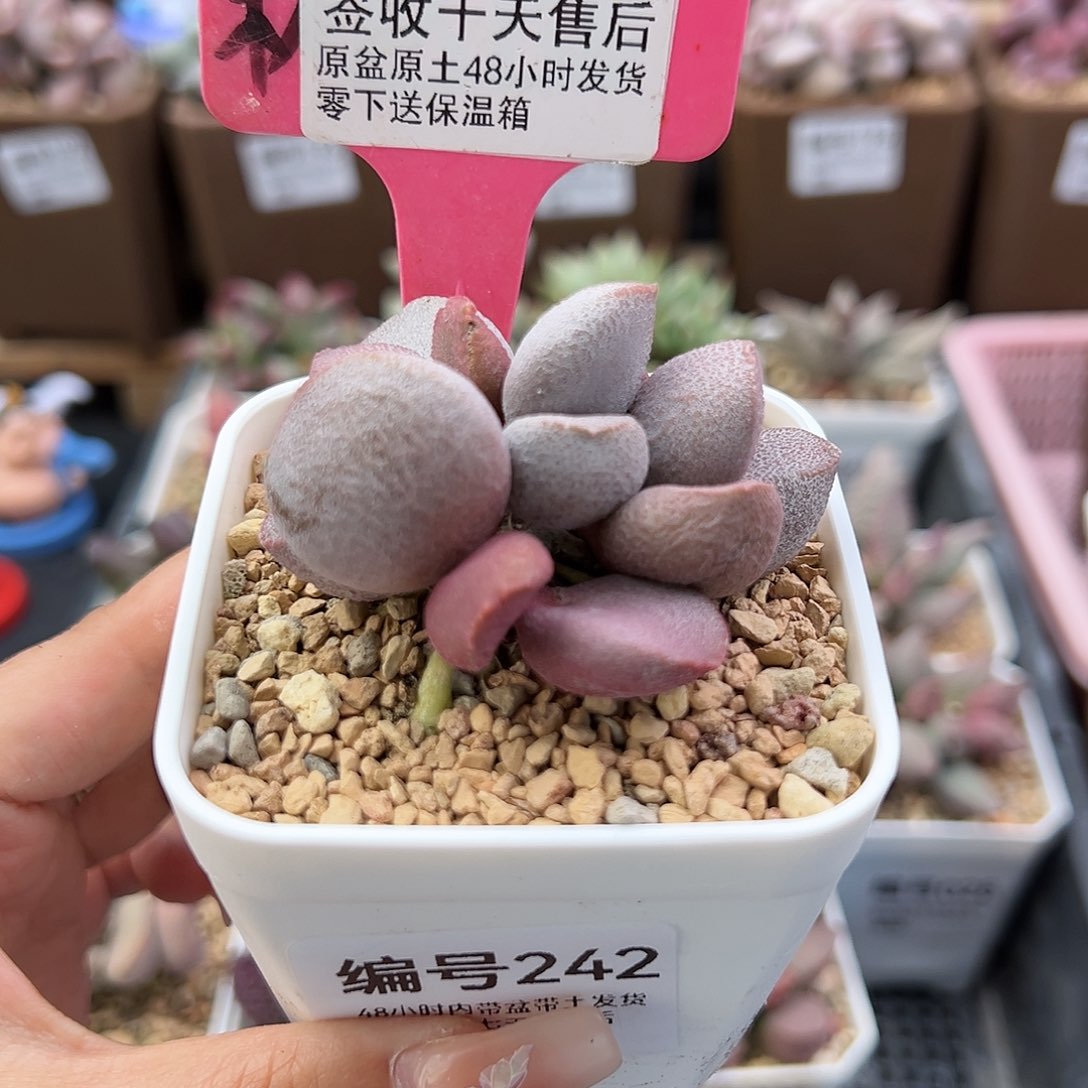 242甜心多肉植物