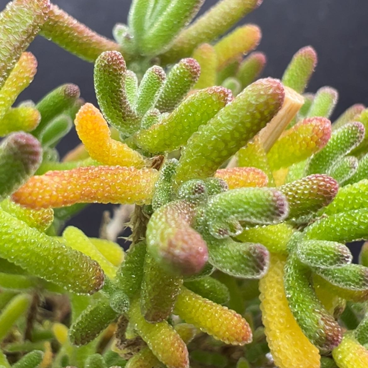 【闪购商品】优选 dy6067精控冰川盆口5cm