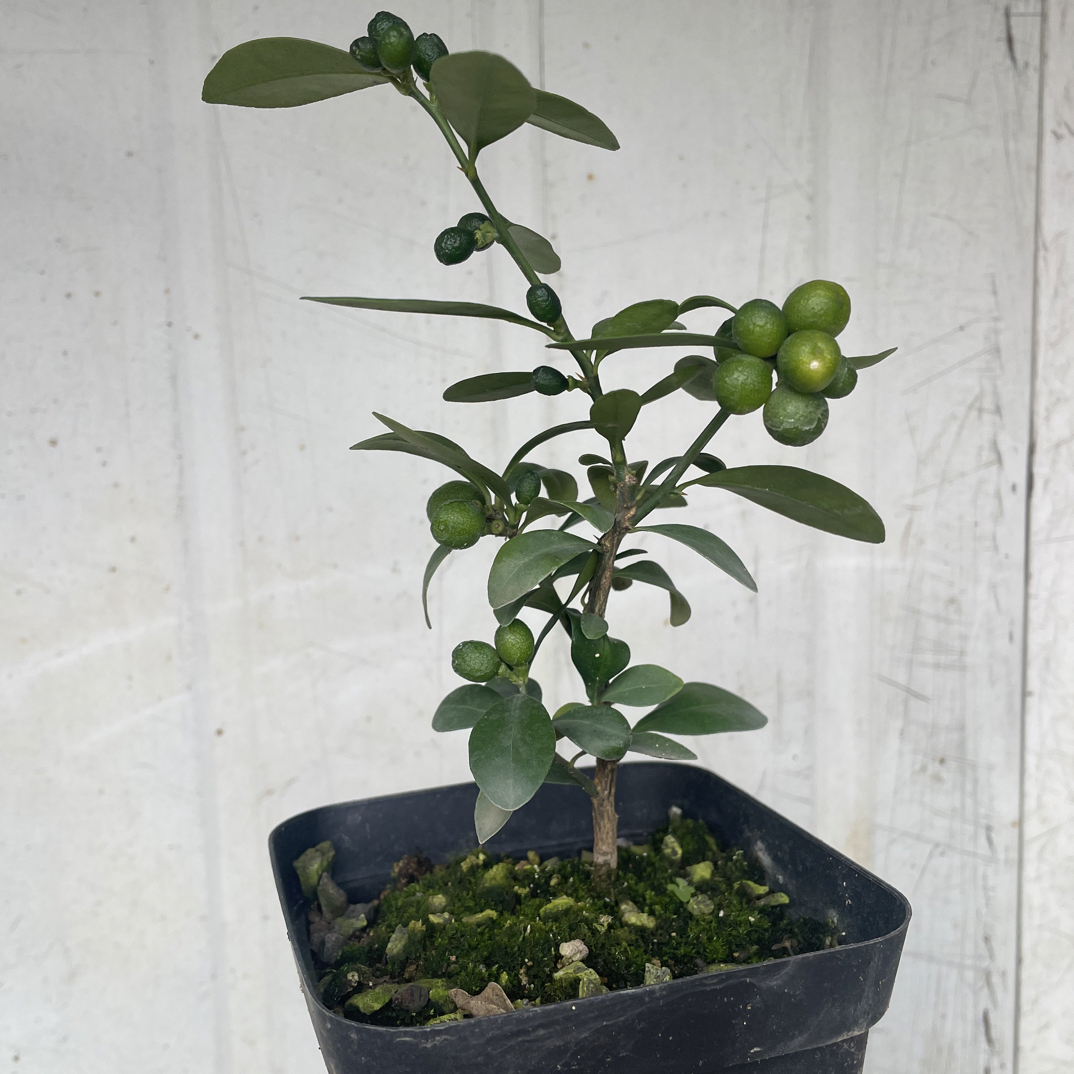 浙江海岛豆，籽播三年