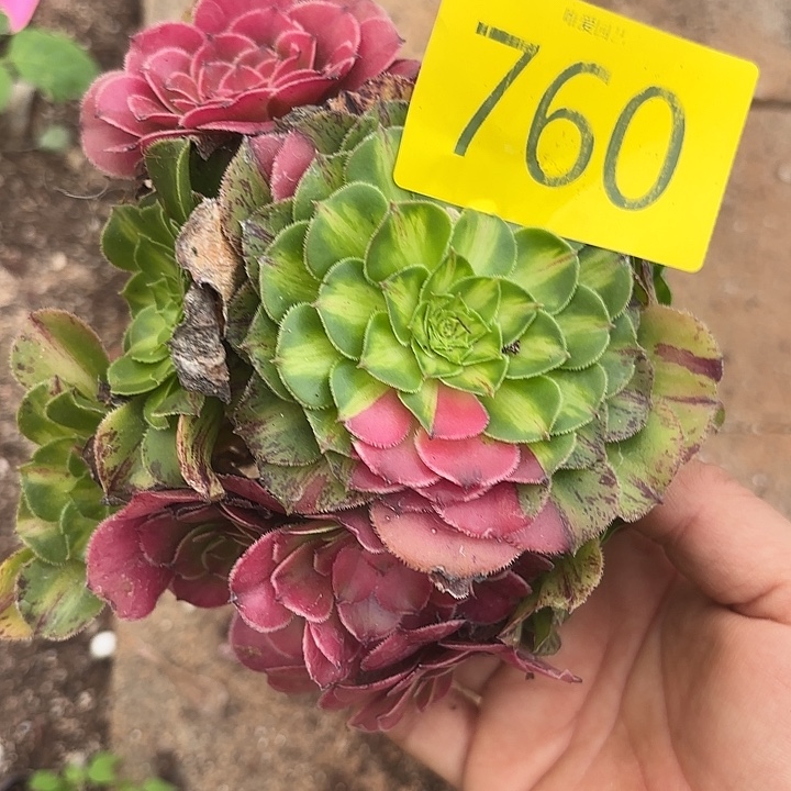 多肉植物福利760号