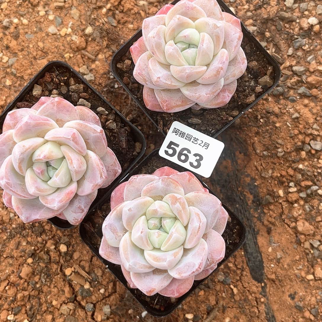 阿雅园艺。       542