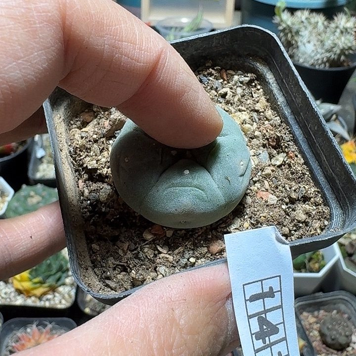 141蓝白肌银鱼脱土发货