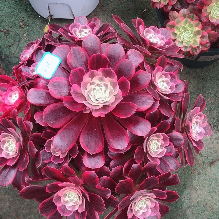 325凤冠多肉法师