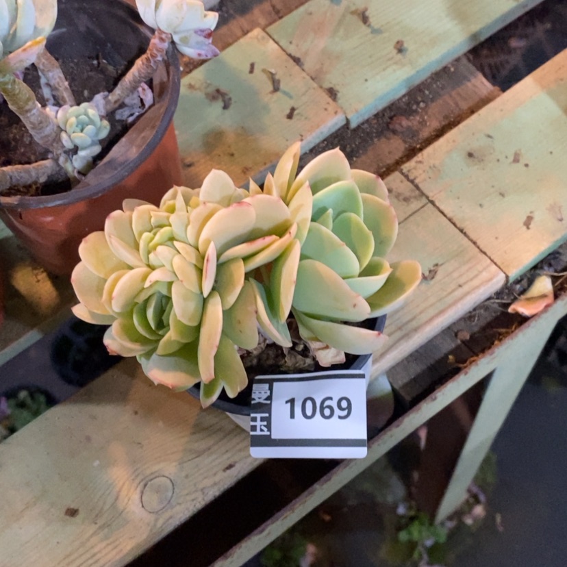 【闪购商品】碧桃缀1069