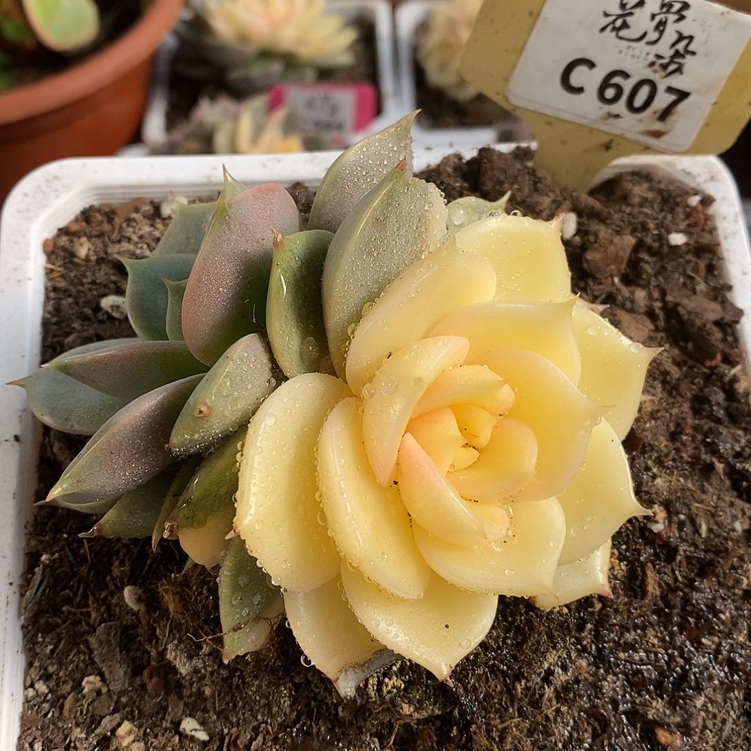 607微瑕疵哈哈哈哈哈哈