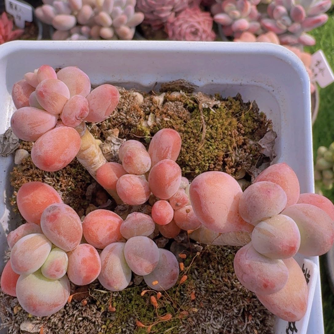 苹果奶小老桩一物一拍