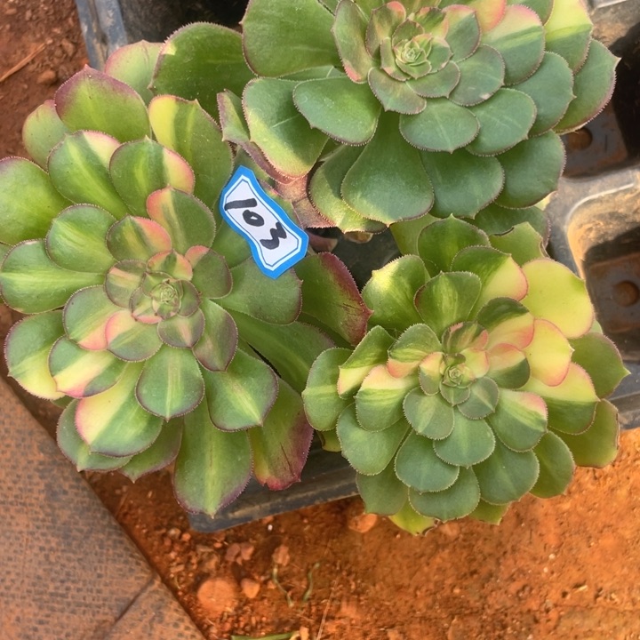 103韶秀七彩法师锦锦