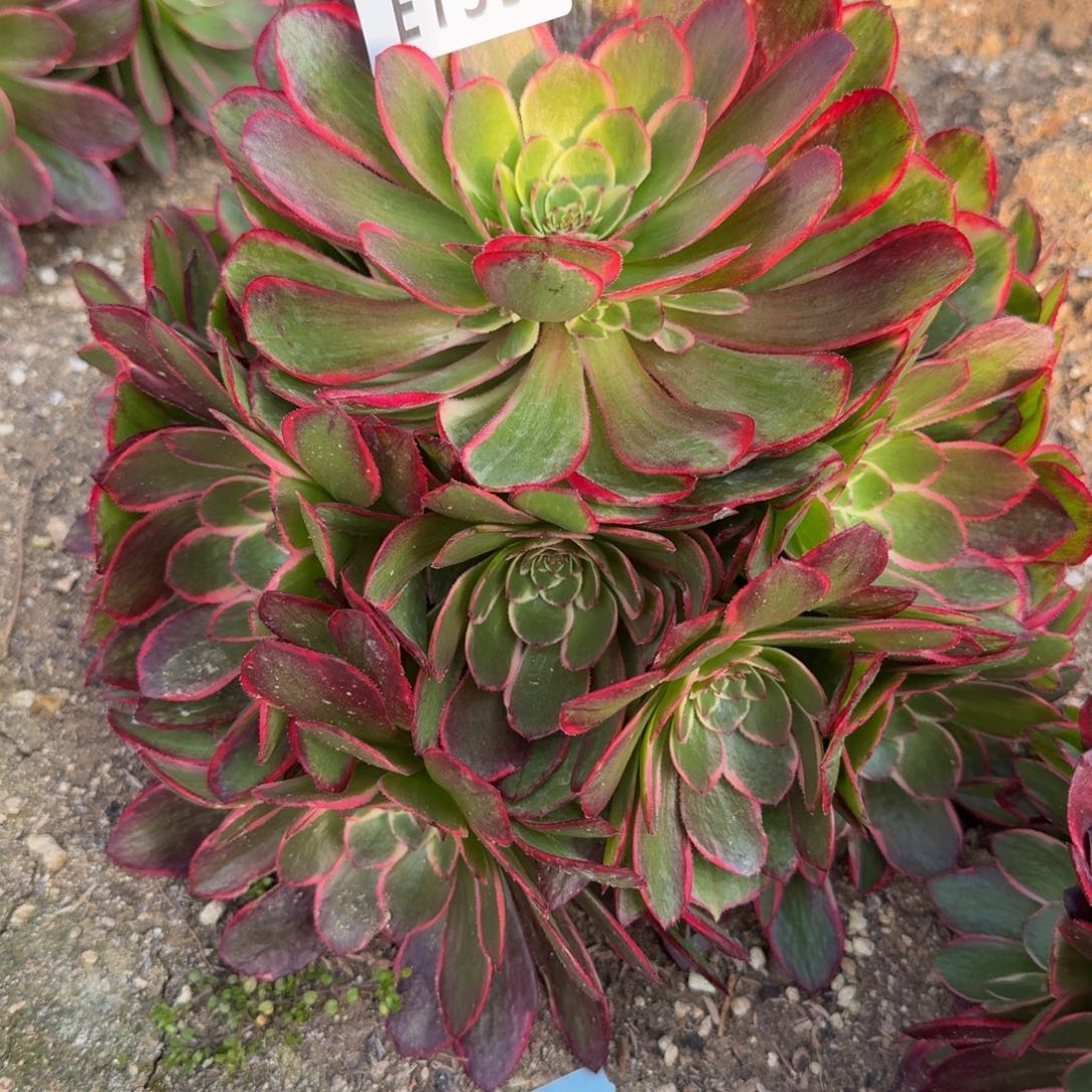 159粉花妖。多肉植物