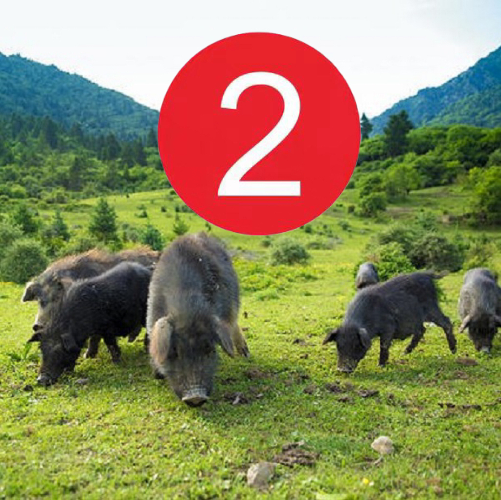 正宗纯粮散养跑山藏香猪现称现改价2号1~99斤