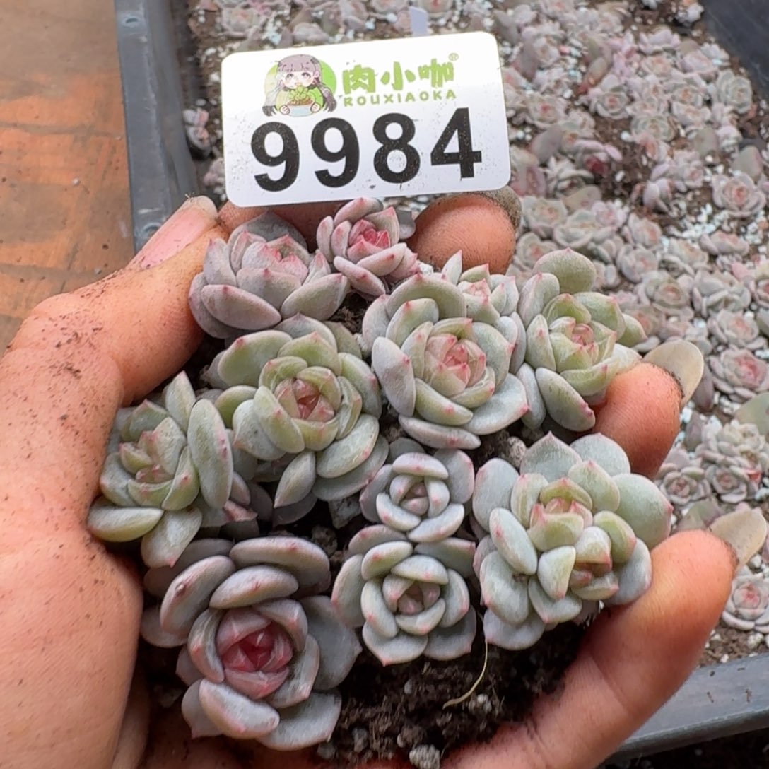 多肉植物多肉植物