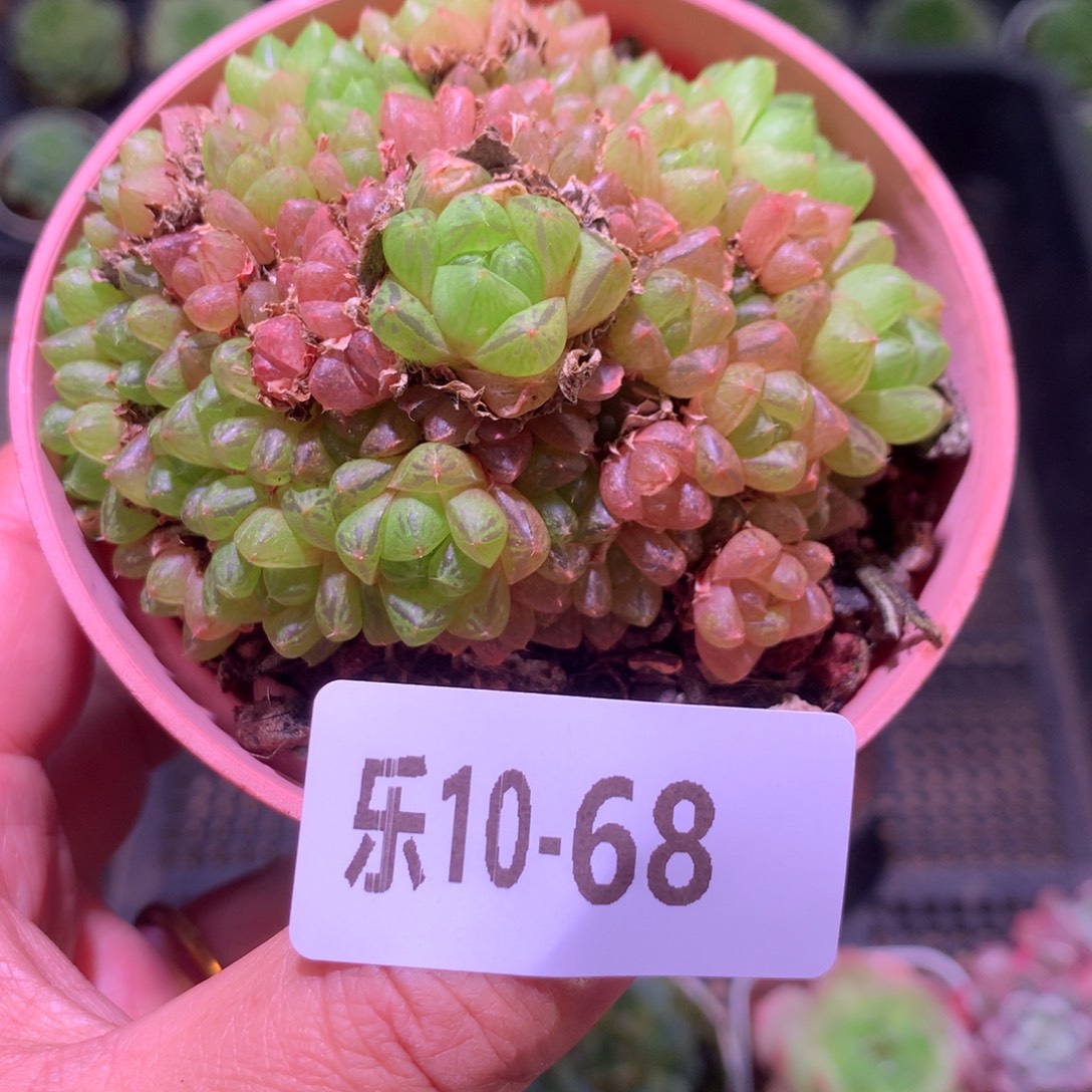 乐然10-68 草玉露 