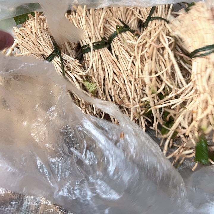 6把折耳根6把中国大陆