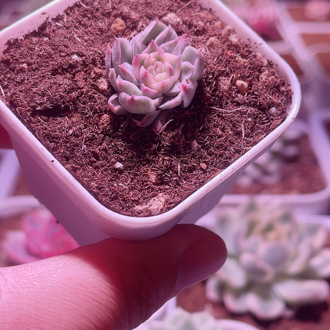 EKO麦秆锦植物一物一拍