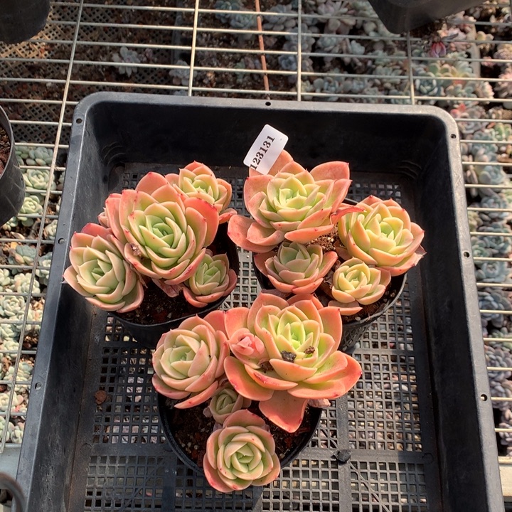 123131三个星纳塔嗯嗯嗯