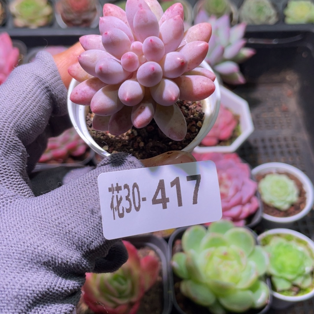 花利美30-417婴儿手指