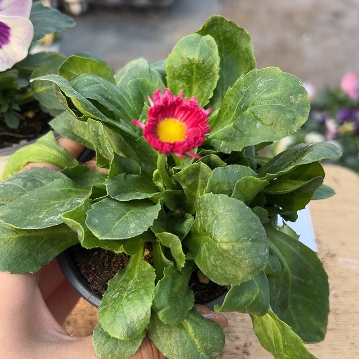 红陶抖音直播闪拍174