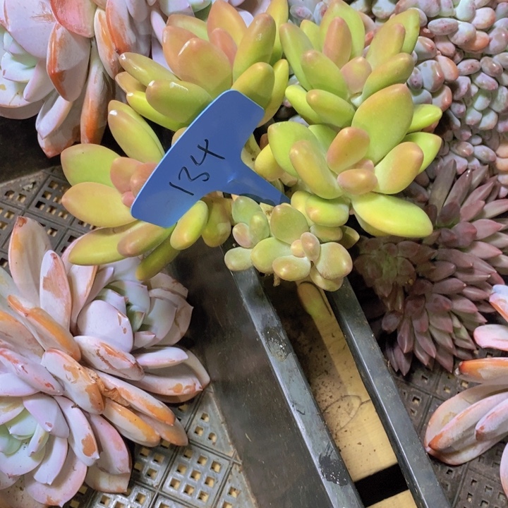 我想说我们也没见他