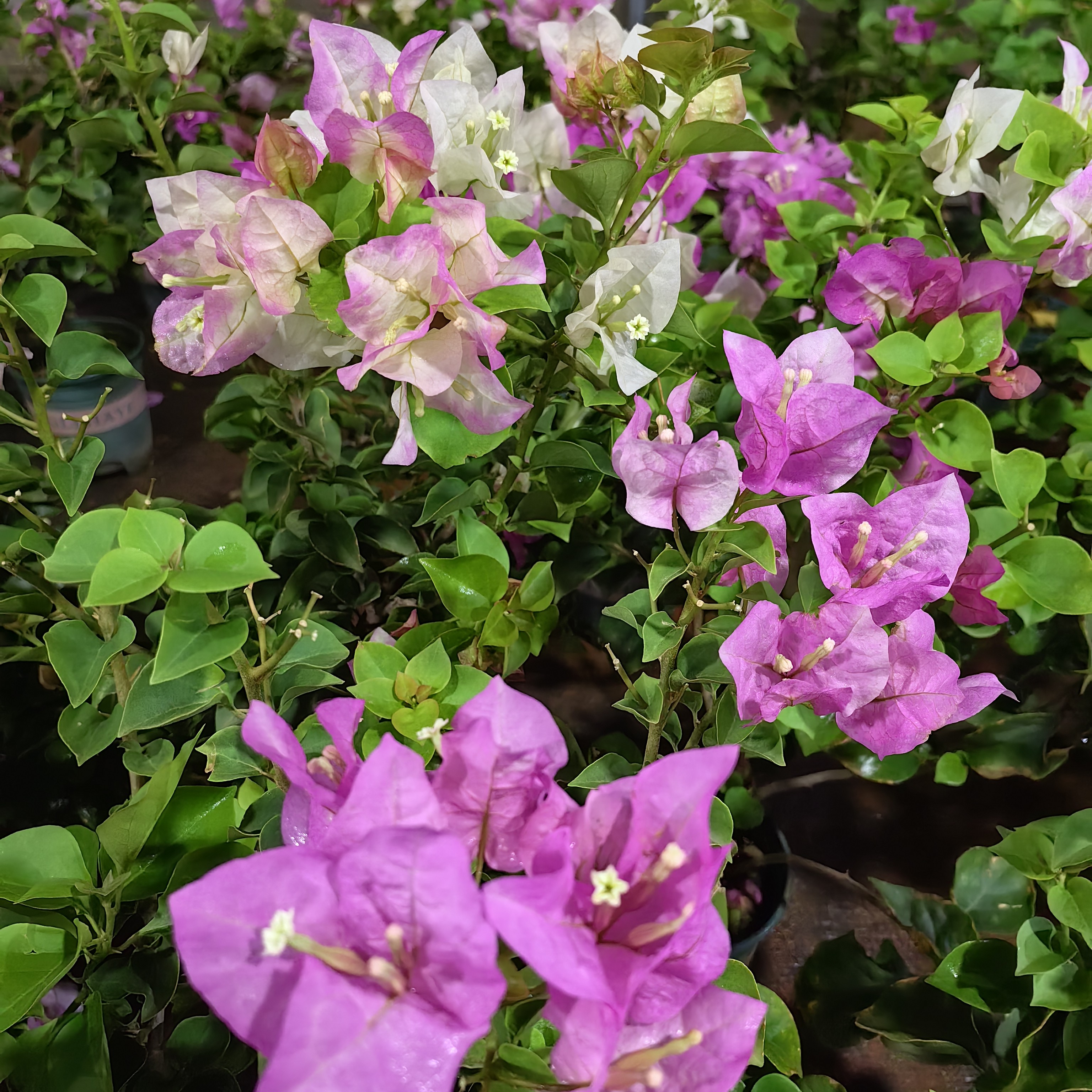 雷克多三角梅（运输途中会落花落叶甚至光杆介意勿拍）