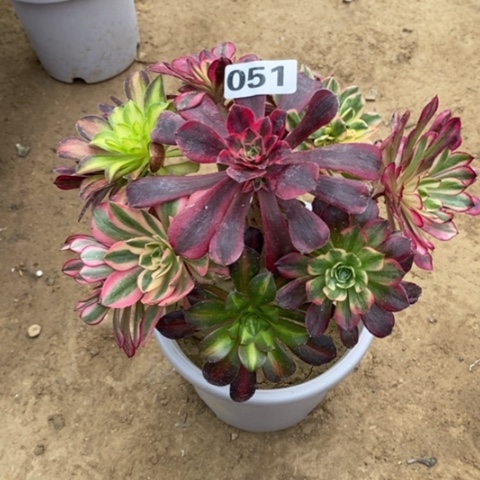 051，嫁接多品种多肉法师