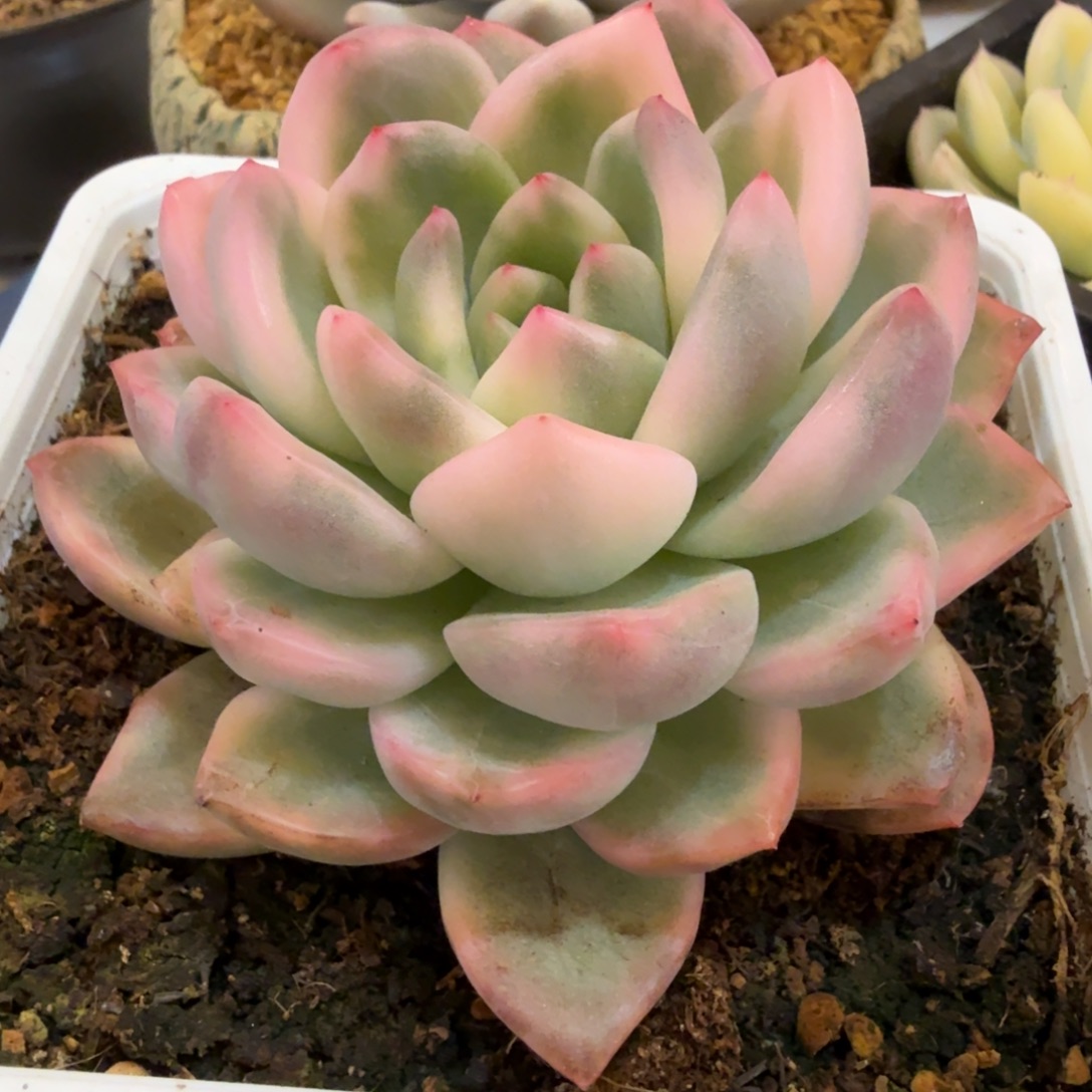 冰月亮 安吉园艺锦锦