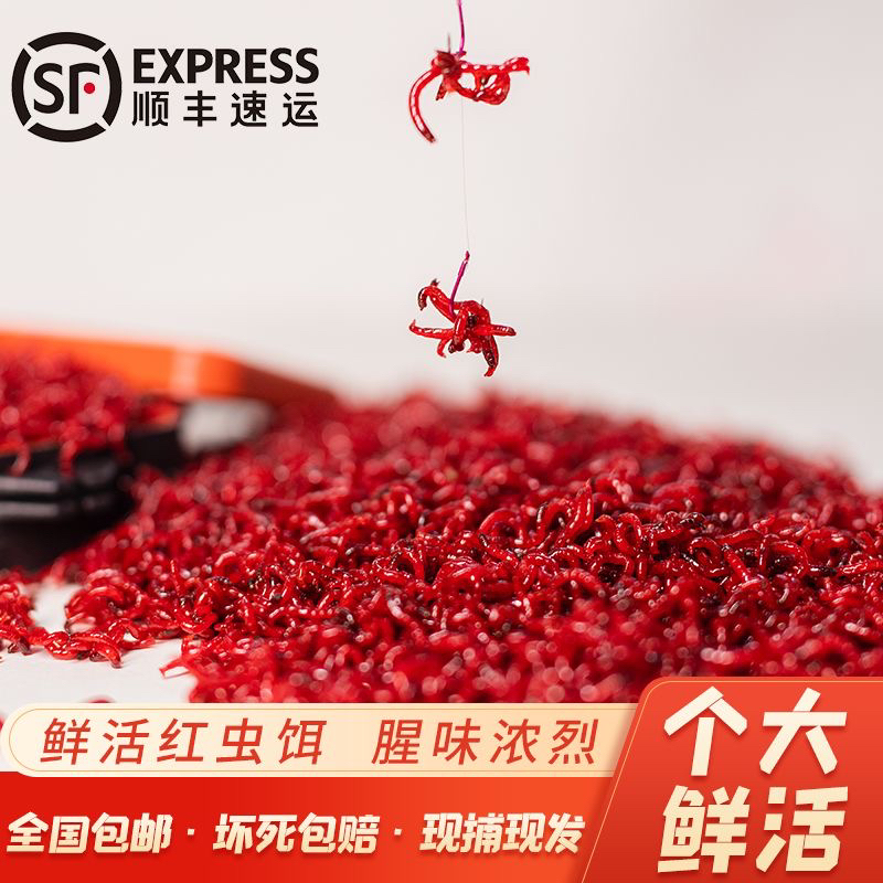 【顺丰特快】特价鲜活红虫特大号挂钩红虫批发饵料活饵适用野鲫鱼