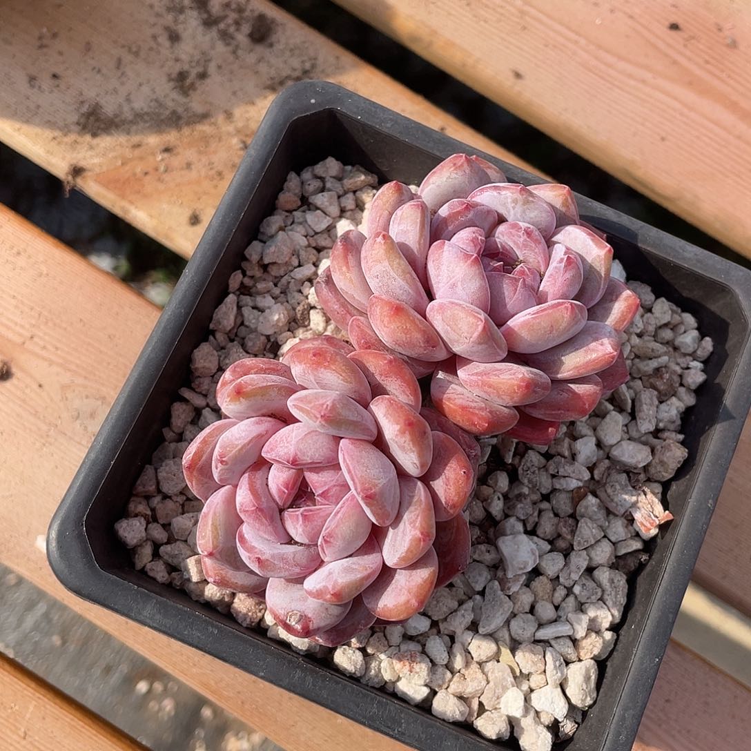 精品优选多肉植物