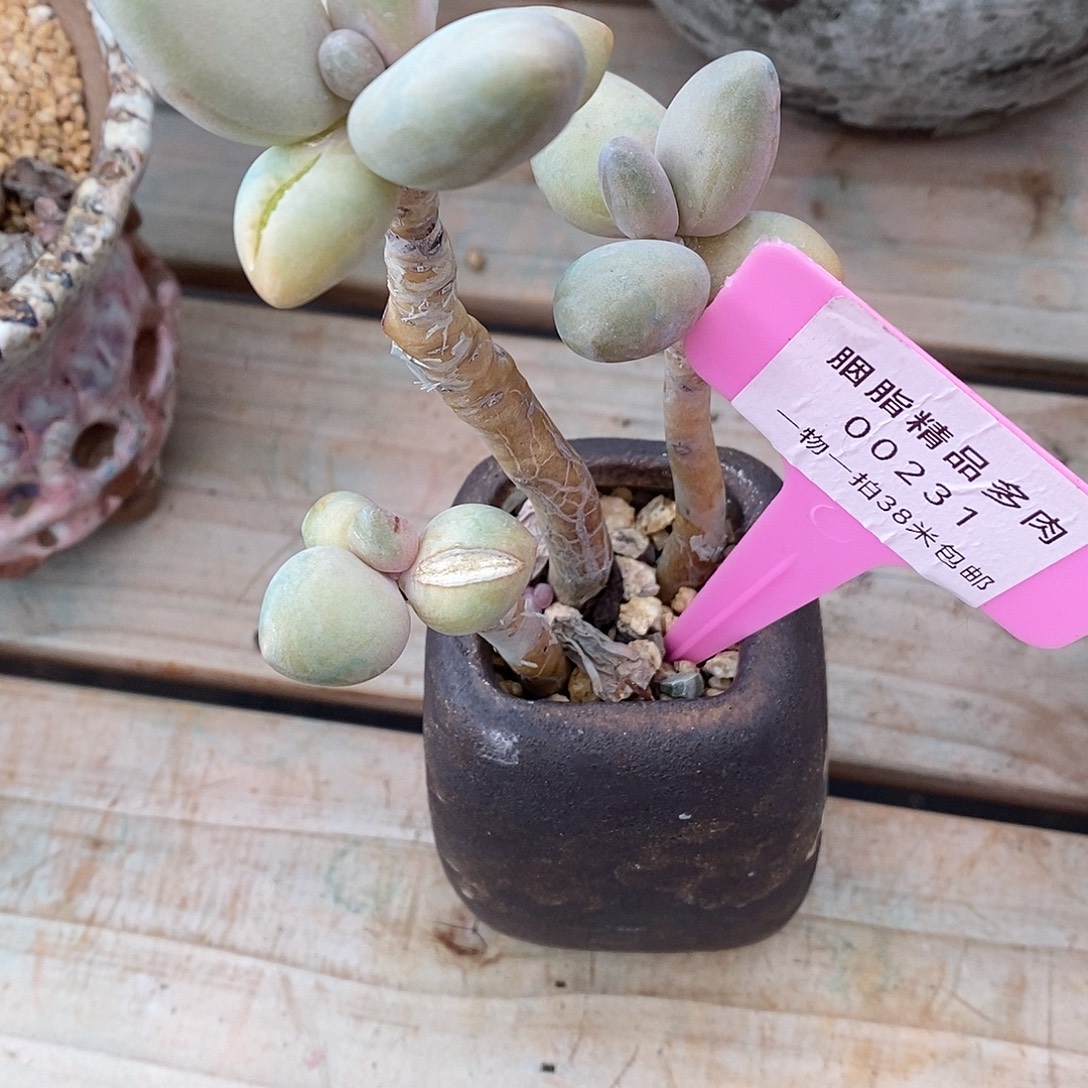 煤***球231童老师困了咯咯嗯我