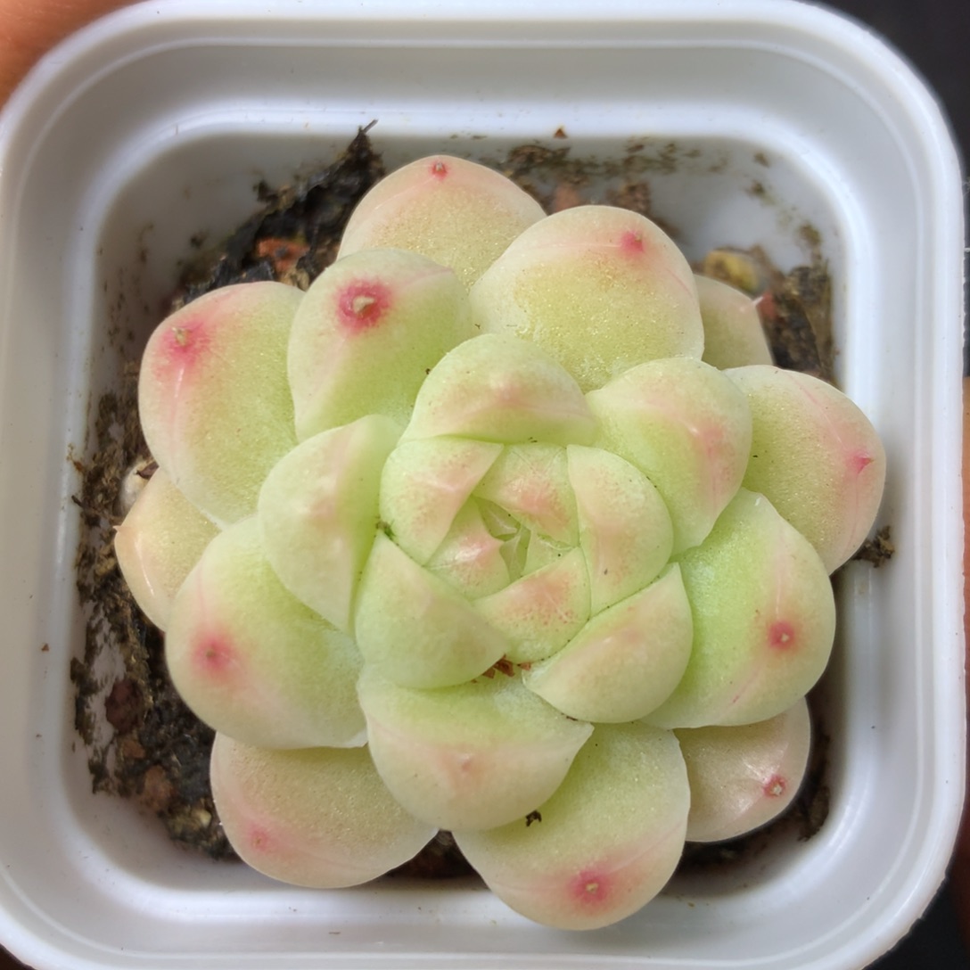 15 精品多肉一物一拍