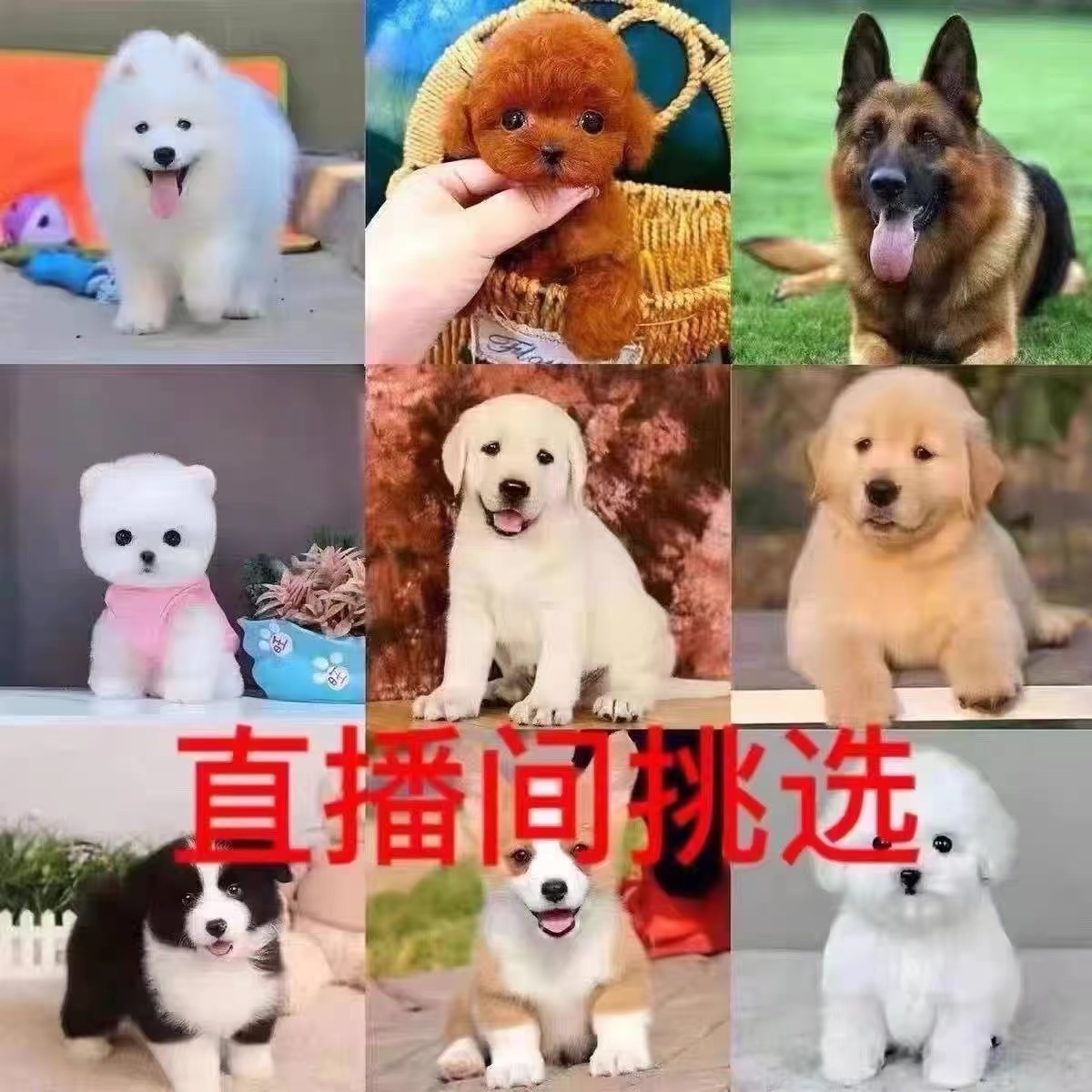 泰迪博美柯基柴犬比熊出售