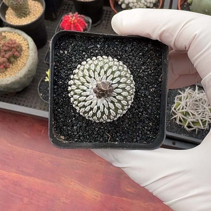 精巧殿仙人球123