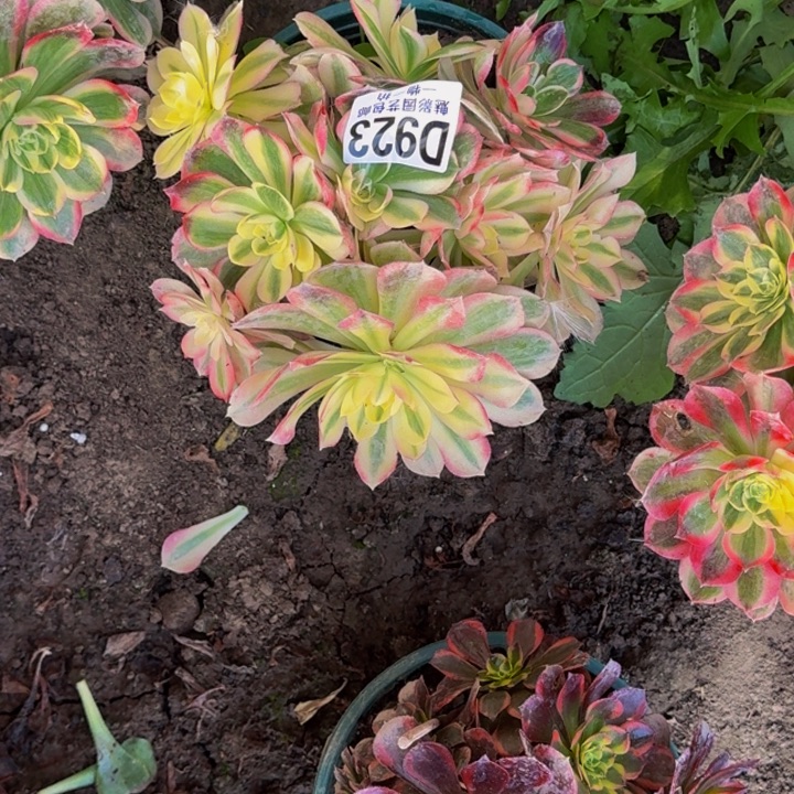 玉芙蓉花30-37包邮花花