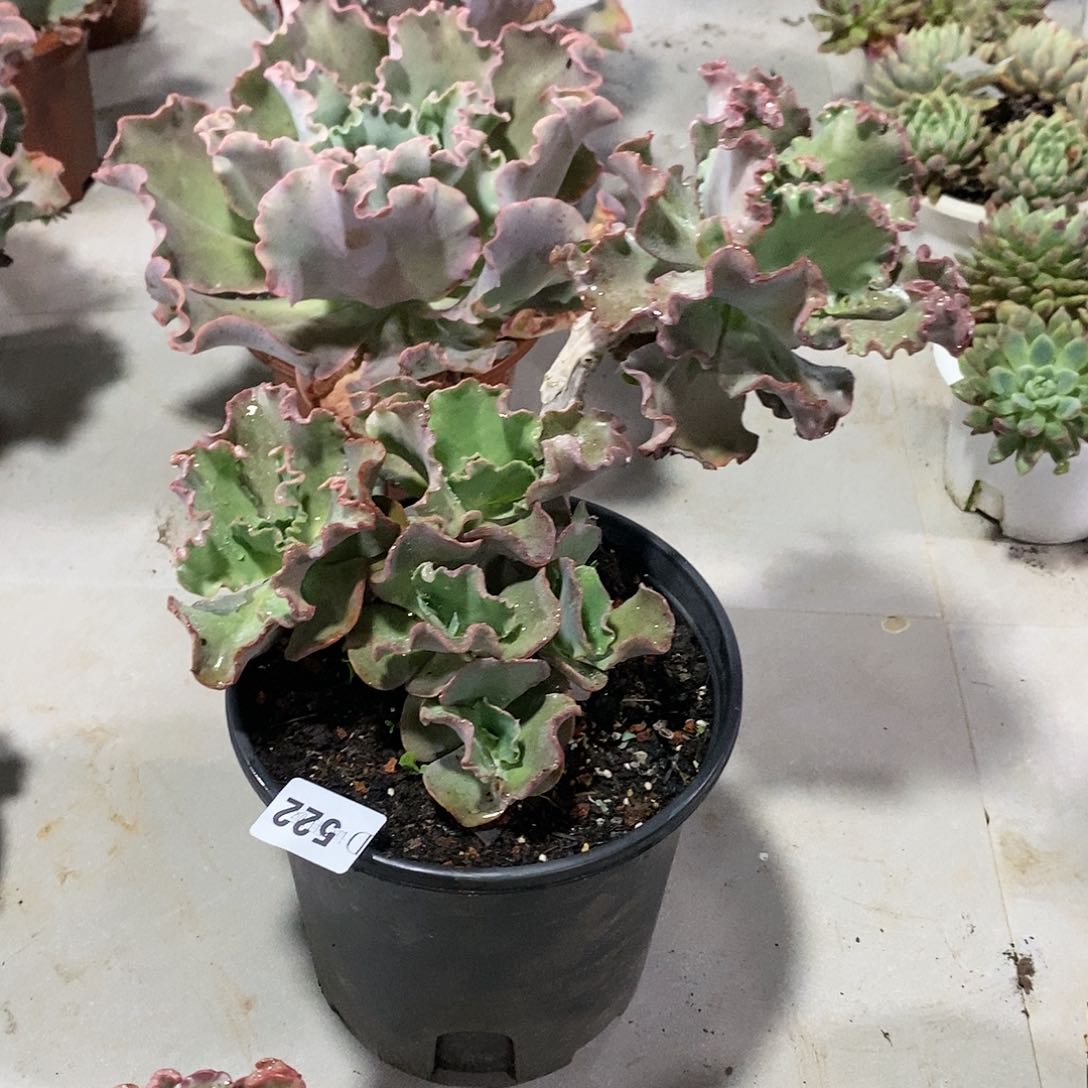 宇****媒522女王花粒多肉