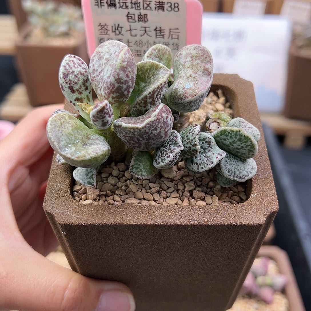 李*?391皱叶马蛋多肉