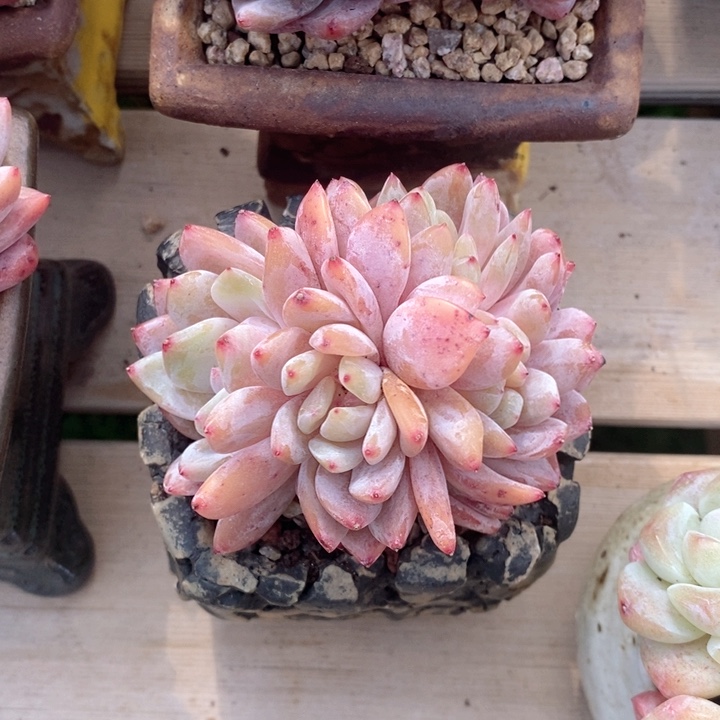 雪天使 韩货精品