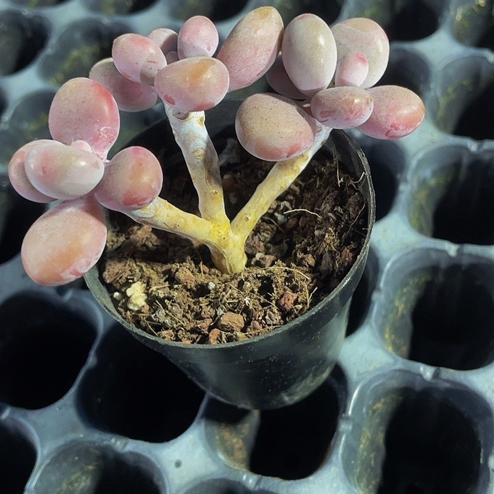 三头老桩腰子蛋带盆