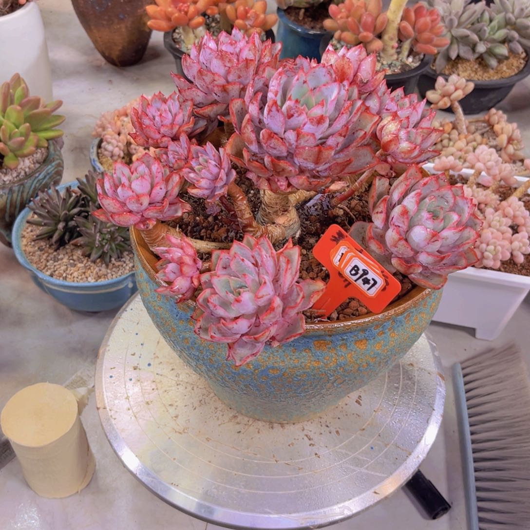 荷**色赫拉947多肉植物