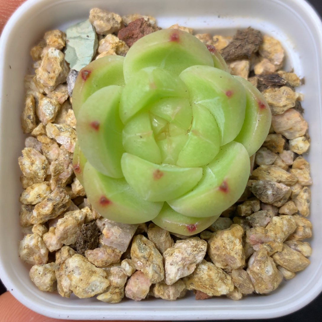 4 精品多肉一物一拍